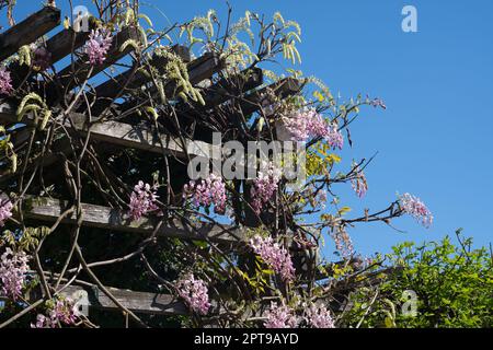 Im Frühling blüht die Wisteria, und die rosa Blütenblätter fallen in Ansammlungen von der Pergola in den Blumengarten. Stockfoto