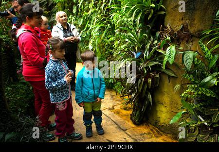 Prag, Tschechische Republik. 27. April 2023. Die Menschen sehen einen Schmetterling während einer tropischen Schmetterlingsausstellung im Botanischen Garten in Prag, Tschechische Republik, am 27. April 2023. Kredit: Dana Kesnerova/Xinhua/Alamy Live News Stockfoto