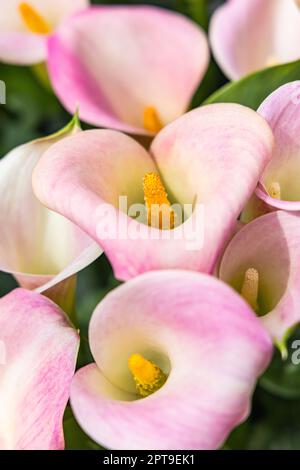 Europa, Niederlande, Südholland, Lisse. Cala-Lilien in einem formellen Garten. Stockfoto