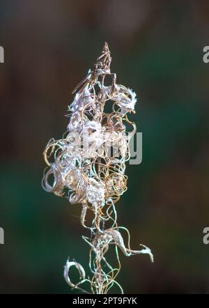 Abstrakte Naturform einer verwelkten Pflanze im Herbst Stockfoto