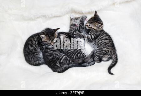 Niedliche Kätzchen schlafen auf einer weißen Felldecke. Flach liegend. Stockfoto