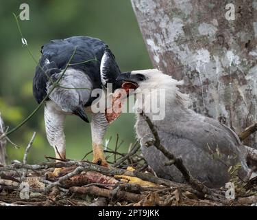Ein Harpyie-Adler (Harpia harpyja), der Küken im Nest füttert. Fotografiert in Mato Grosso, Brasilien. Stockfoto