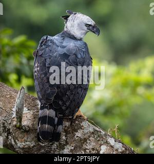 Ein Harpyie-Adler (Harpia harpyja), der im Jatoba-Baum sitzt. Fotografiert in Mato Grosso, Brasilien. Stockfoto