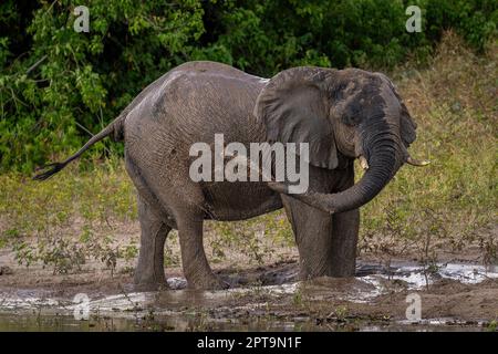 Der afrikanische Elefant genießt ein Schlammbad am Flussufer Stockfoto