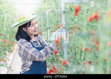 Glückliche Bäuerin Frau Schneiden Bio reife Tomaten aus einem Busch mit einer Schere im Gewächshaus Garten, Tomaten Garten Gemüse Bio-Bauernhof Konzept Stockfoto