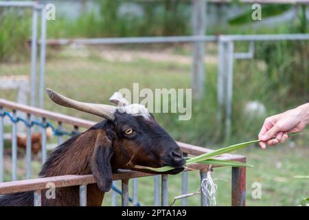 Eine schöne gehörnte Ziege fraß das Gras, das eine menschliche Hand ausstreckte. Auf dem Bauernhof während des Tages ist der Hintergrund ein Zaun und verschwommenes Gras Stockfoto