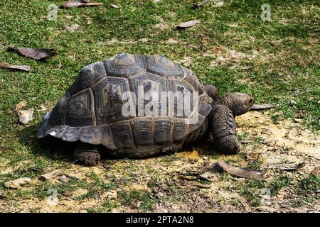 Eine große Schildkröte, die auf dem Gras entlang läuft Stockfoto