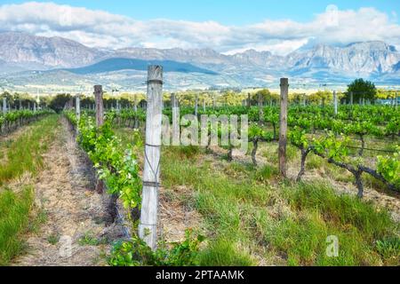 Blick über die Winelands. Ein malerischer Blick auf ein Weingut in den Cape Winelands Stockfoto