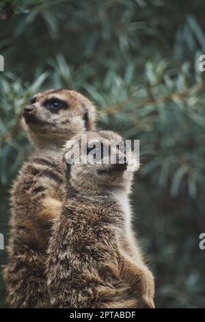 Vertikaler Schuss von zwei niedlichen Erdmännchen auf einem Ast in einem Zoo Stockfoto