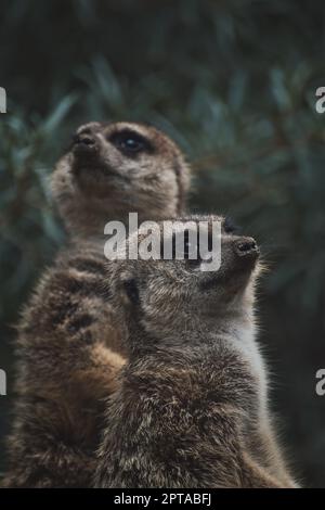 Vertikaler Schuss von zwei niedlichen Erdmännchen auf einem Ast in einem Zoo Stockfoto