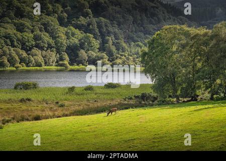Zwei Hirschen oder Runen grasen auf dem grünen Feld in Glendalough mit Wald, See und Bergen im Hintergrund, Wicklow, Irland Stockfoto