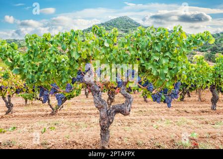 Cannonau-Trauben. Majestätischer alter Weinstock, mit Trauben von reifen Trauben, die zwischen den Blättern an den Zweigen hängen. Traditionelle Landwirtschaft. Sardinien. Stockfoto