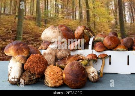 Essbare Waldpilze im Herbst. Selektiver Fokus auf verschiedene Arten von Pilzen wie Steinpilzen, Kastanien und Sonnenschirmen auf einem Tisch und Korb über Stockfoto