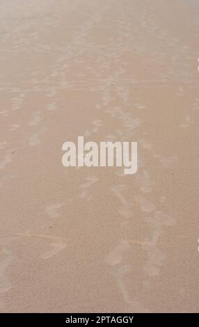 Schritte auf Sand. Fußabdrücke am Sandstrand. Puri Orissa Indien. Stockfoto