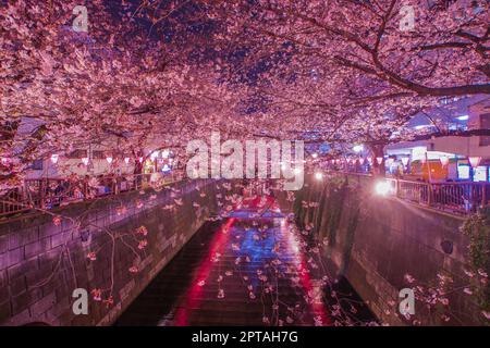 Meguro River Night Sakura (Nakameguro). Drehort: Tokio Meguro-ku Stockfoto