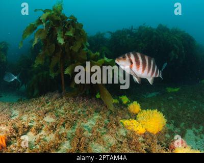 Morwong Cheilodactylus spectabilis zwischen braunen Algen und leuchtenden Schwämmen. Aufenthaltsort: Leigh Neuseeland Stockfoto