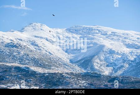 Geier steigen über verschneite Gipfel der Sierra de Gredos. La Garganta, Ambroz Valley, Extremadura, Caceres, Spanien Stockfoto