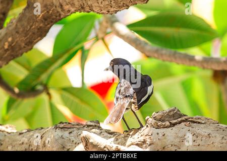 Die Elster ist auf dem Baum. Stockfoto