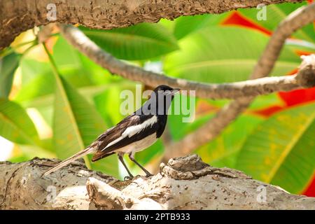 Die Elster ist auf dem Baum. Stockfoto