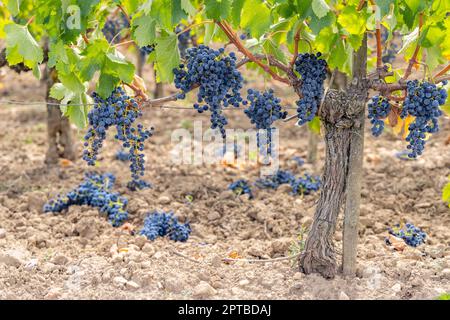 Reduzierung der Reifegrauben zur Erzeugung von Weinen höchster Qualität in Bordeaux, Frankreich Stockfoto