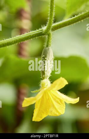 Grüne Gurken schmücken Gemüse mit Blüten, die auf einem Zweig im Gewächshaus hängen Stockfoto