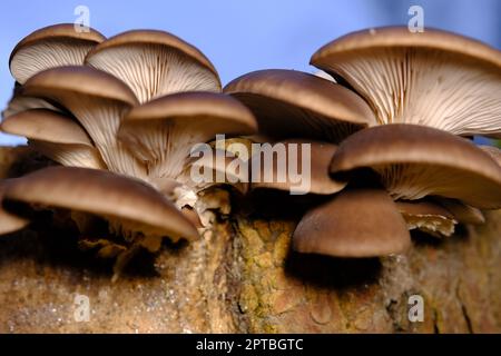 Eine gesund aussehende Kupplung frischer Austernpilze, die aus dem Boden eines toten Baumes wachsen. Pilze im Herbstwald mit Stockfoto