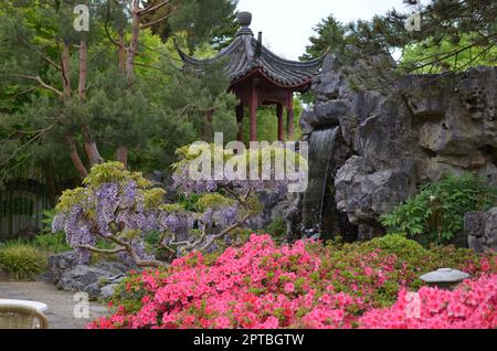 HAREN, NIEDERLANDE - 23. MAI 2022: Wunderschöne Aussicht auf verschiedene Pflanzen und orientalische Gartenlaube im chinesischen Garten Stockfoto