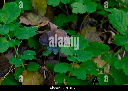 Pilz Coprinellus micaceus. Die Gruppe der Pilze auf den Wäldern in der Natur im Herbstwald. Stockfoto