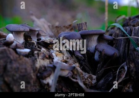 Ein gesund aussehendes Gelege aus frischen Austernpilzen, die aus der Basis eines toten Baumes wachsen. Pilze in einem Herbstwald verwenden. Stockfoto