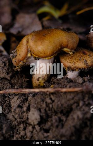 Essbarer Waldpilz Armillaria mellea, allgemein bekannt als Honigpilz. Pilzsammeln. Ein Basidiomycete-Pilz der Gattung Armillaria sinapina clo Stockfoto