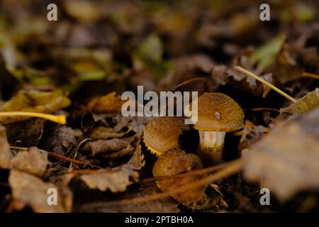 Essbarer Waldpilz Armillaria mellea, allgemein bekannt als Honigpilz. Pilzsammeln. Ein Basidiomycete-Pilz der Gattung Armillaria sinapina clo Stockfoto