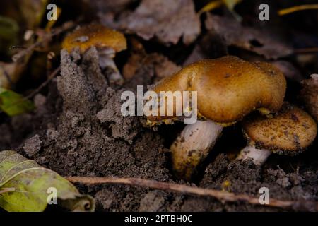 Essbarer Waldpilz Armillaria mellea, allgemein bekannt als Honigpilz. Pilzsammeln. Ein Basidiomycete-Pilz der Gattung Armillaria sinapina clo Stockfoto