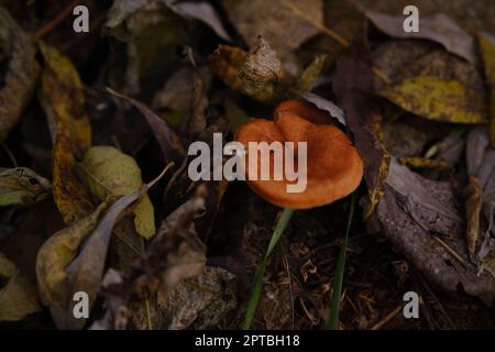 Die Draufsicht und Nahaufnahme des orange-braunen bis orange-gelben Pilzhuts einer falschen Pfifferelle, Hygrophoropsis aurantiaca Stockfoto