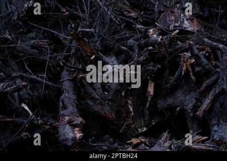 Baumstümpfe mit Wurzeln aus dem Boden entwurzelt. Stockfoto