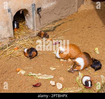 meerschweinchen im ZOO Jihlava, Tschechische Republik Stockfoto