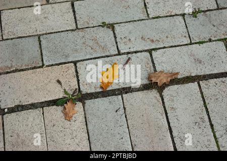 Ein orangefarbenes Eichenblatt auf einem gefliesten Gehweg Stockfoto