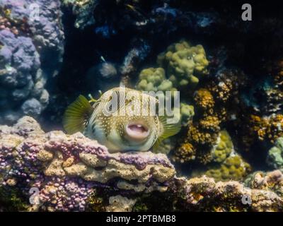 Weiß gefleckte Kugelfische liegen auf Korallen und blicken beim Tauchen in die Kamera Stockfoto