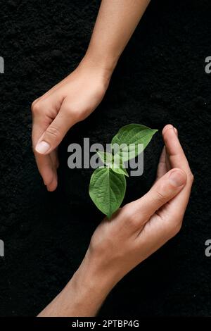 Ein Paar, das junge Setzlinge im Boden beschützt, Draufsicht. Pflanzbaum Stockfoto