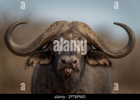 Nahaufnahme der stehenden Büffelkamera von Cape Stockfoto
