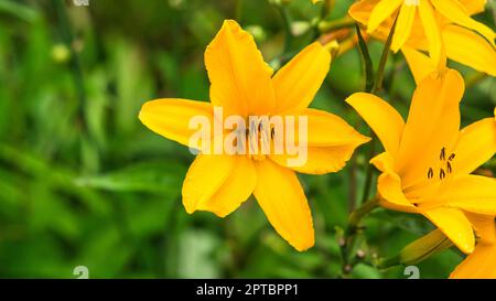 Wunderschöne gelbe Lilie mit schönem Bokeh auf einer grünen Wiese. Nahaufnahme im Sommer Stockfoto