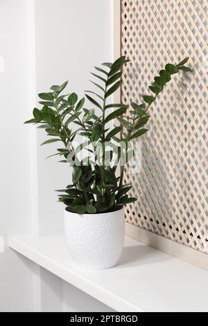 Wunderschöne Zimmerpflanzen auf weißem Fensterbrett Stockfoto