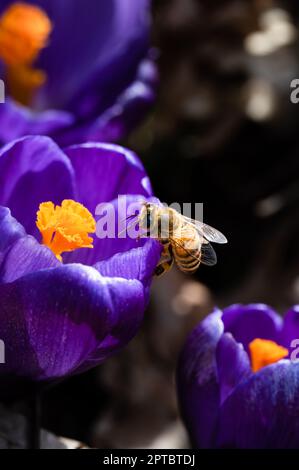 Honigbiene, die Pollen und Nektar auf einer violetten Krokusblume sucht Stockfoto