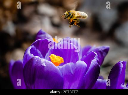 Seitenansicht einer Honigbiene, die auf einem lilafarbenen Krokus zum Futter fliegt Stockfoto