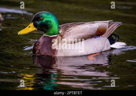 Eine Mallard-Ente (Anas platyrhynchos) schwimmt auf dem Yellow Lake, Sammamish, King County, Washington State, USA. Stockfoto