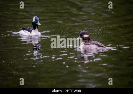 Eine männliche und weibliche bufflehead (Bucephala albeola) Ente schwimmen auf dem Yellow Lake, Sammamish, King County, Washington State, USA. Stockfoto