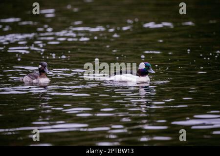 Eine männliche und weibliche bufflehead (Bucephala albeola) Ente schwimmen auf dem Yellow Lake, Sammamish, King County, Washington State, USA. Stockfoto