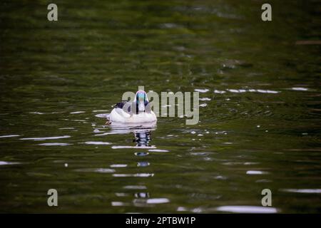 Eine männliche bufflehead-Ente (Bucephala albeola) schwimmt auf dem Yellow Lake, Sammamish, King County, Washington State, USA. Stockfoto