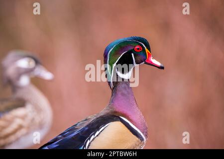 Nahaufnahme einer männlichen (drake) Holzente oder Carolina-Ente (Aix Sponsa) am Yellow Lake, Sammamish, King County, Washington State, USA. Stockfoto