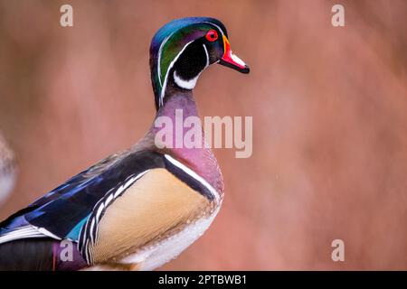 Nahaufnahme einer männlichen (drake) Holzente oder Carolina-Ente (Aix Sponsa) am Yellow Lake, Sammamish, King County, Washington State, USA. Stockfoto