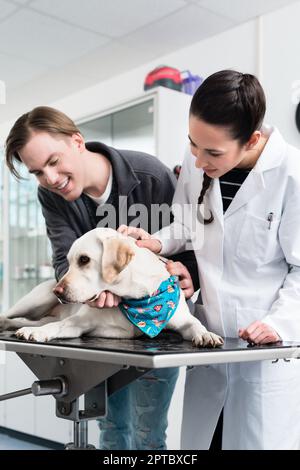 Tierärztin untersucht einen süßen labrador im Krankenhaus Stockfoto
